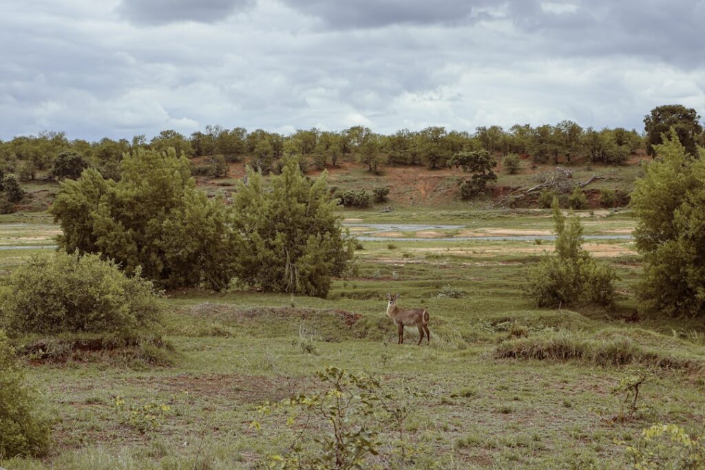 An alert water buck near a river