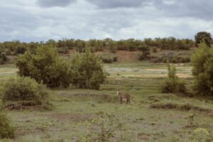 An alert water buck near a river