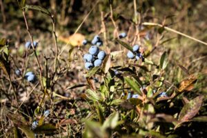 Ripe Blueberries on a Bush in a Summer Forest - A close-up view of a blueberry bush with several ripe blueberries clustered together on its branches. The plant is surrounded by other greenery, and sunlight filters through the leaves, creating a warm, natural ambiance.