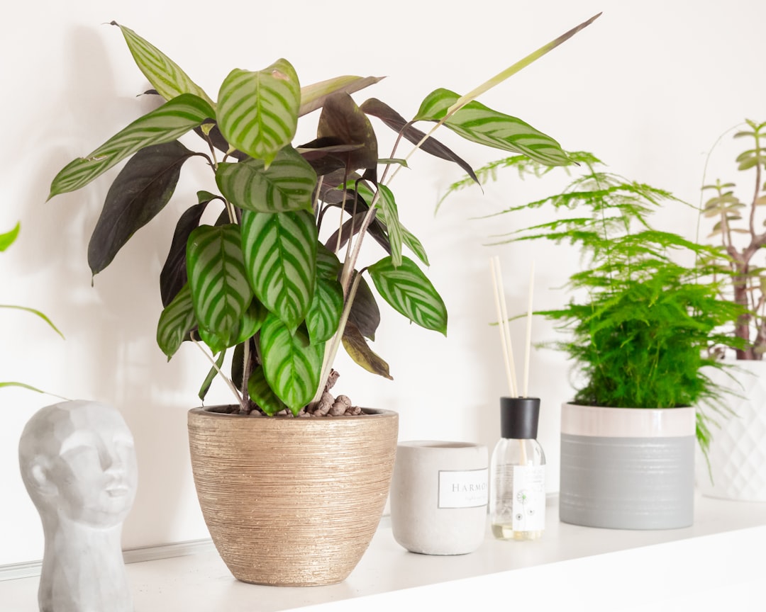 Essentiële tips voor gezonde Calathea verzorging in huis