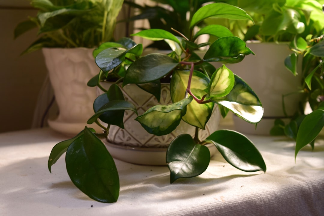 Alles over de verzorging van de Hoya carnosa in huis