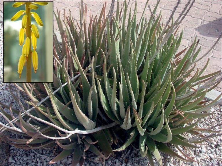 Aloë vera
