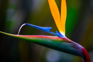 Bird of paradise flower