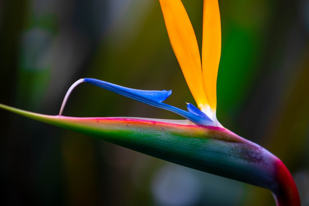 Bird of paradise flower