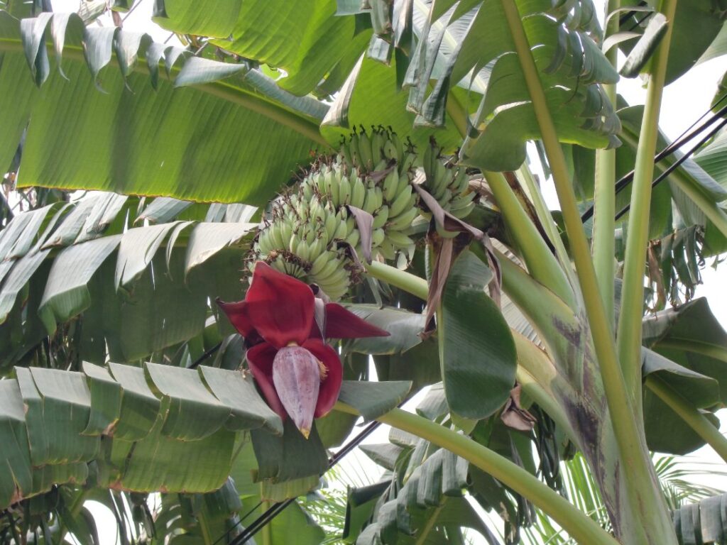 Banaanplant (Musa)