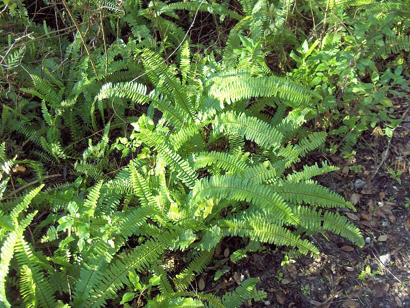 Bostonvaren (Nephrolepis exaltata)