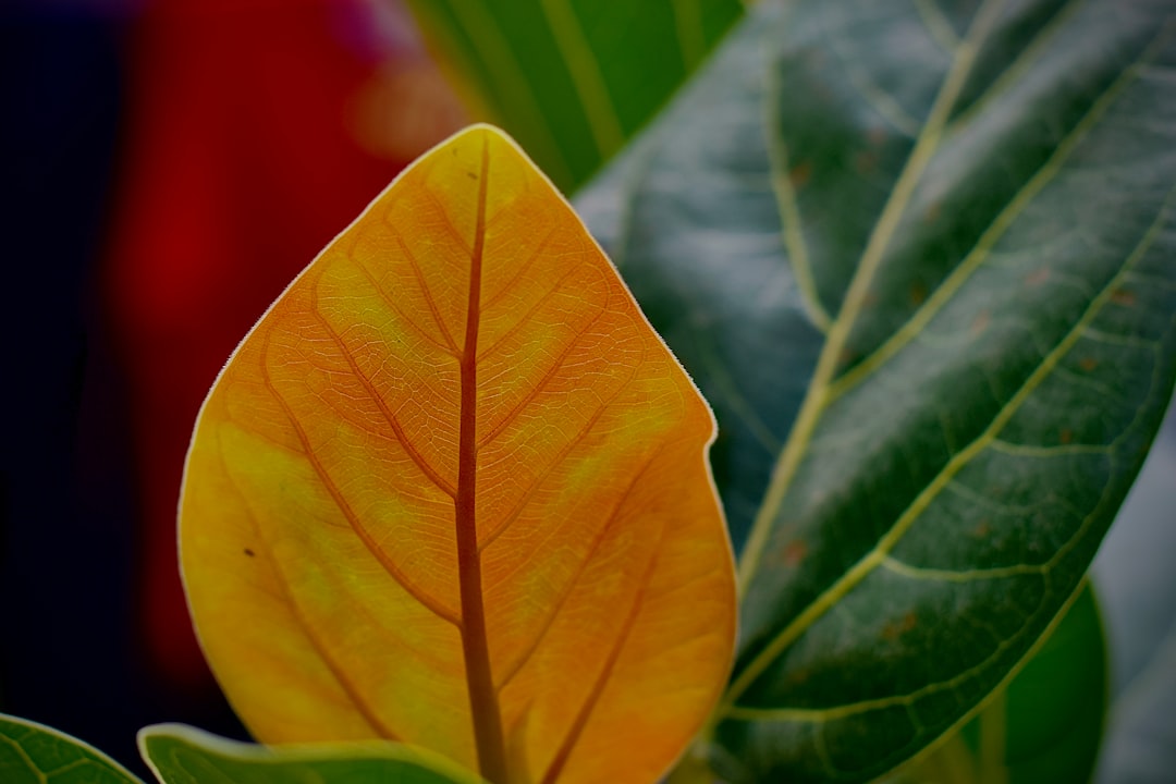 Nieuwe tips om ficus gele bladeren te voorkomen en herstellen