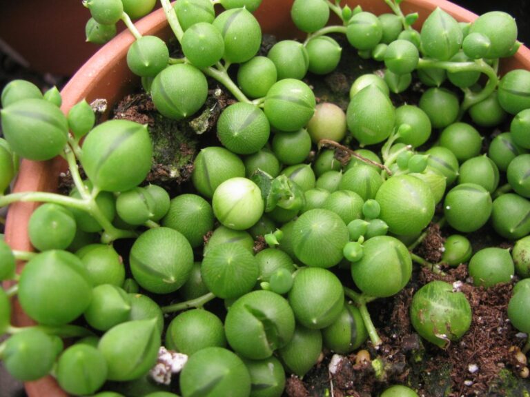 Erwtenplant