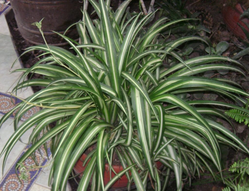 Graslelie (Chlorophytum comosum)