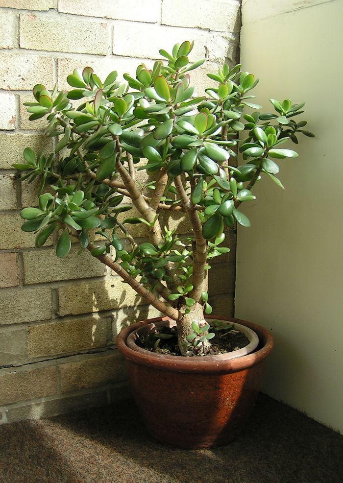 Jadeplant