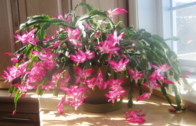 Kerstcactus