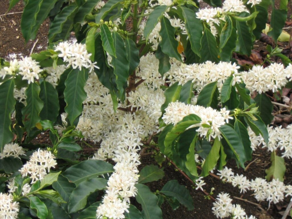 Koffieplant (Coffea arabica)