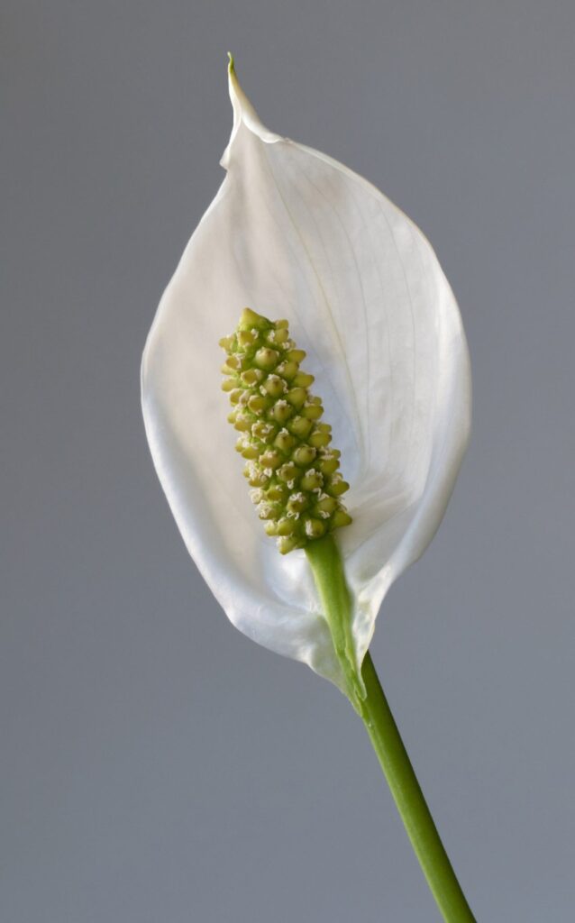 Lepelplant (Spathiphyllum wallisii)