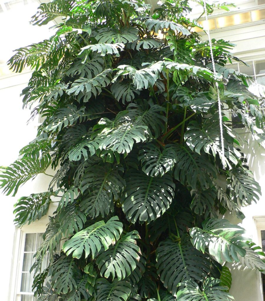 Monstera (Monstera deliciosa)