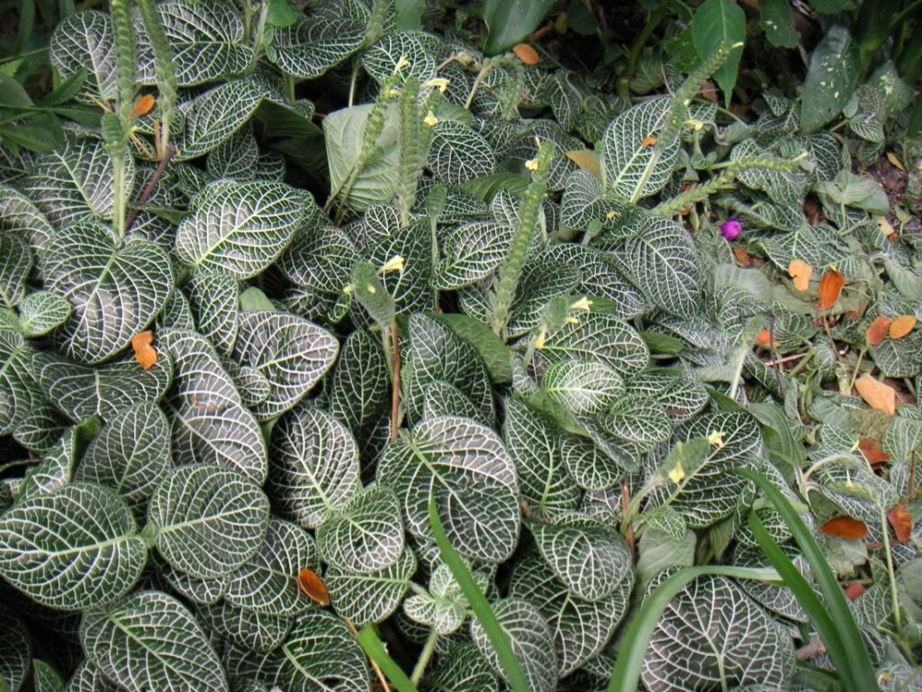 Mozaïekplant (Fittonia albivenis)
