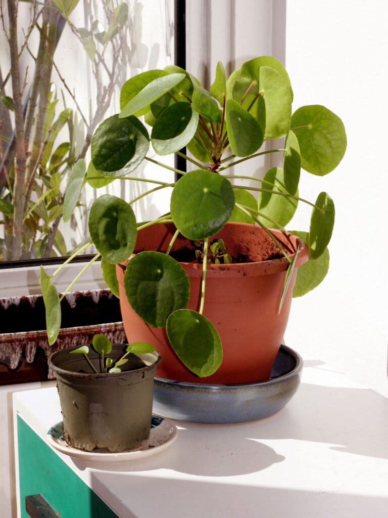 Pannenkoekplant