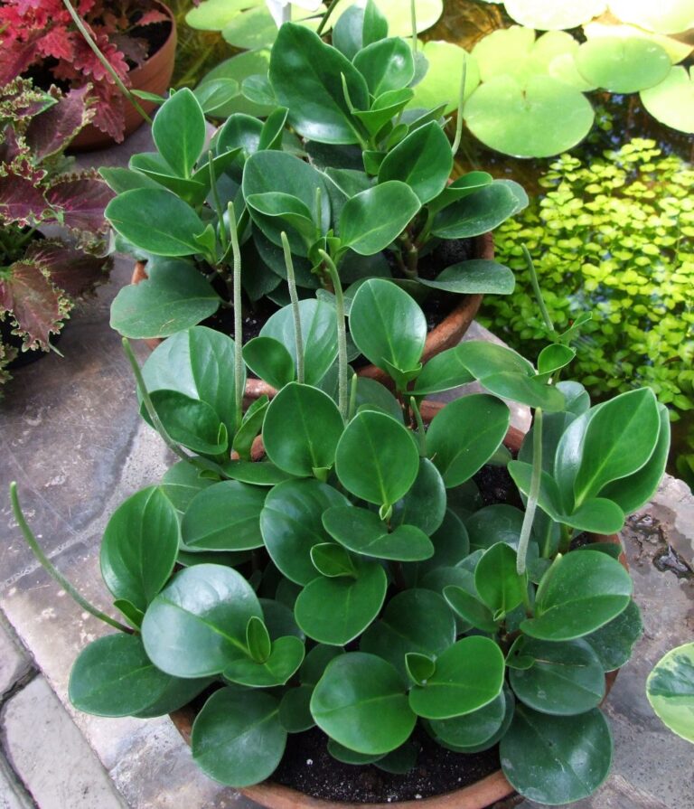 Peperomia