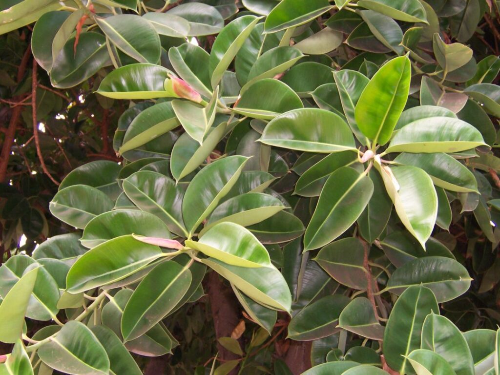 Rubberplant (Ficus elastica)