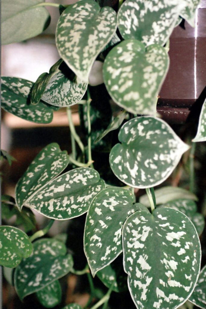 Scindapsus (Scindapsus pictus)