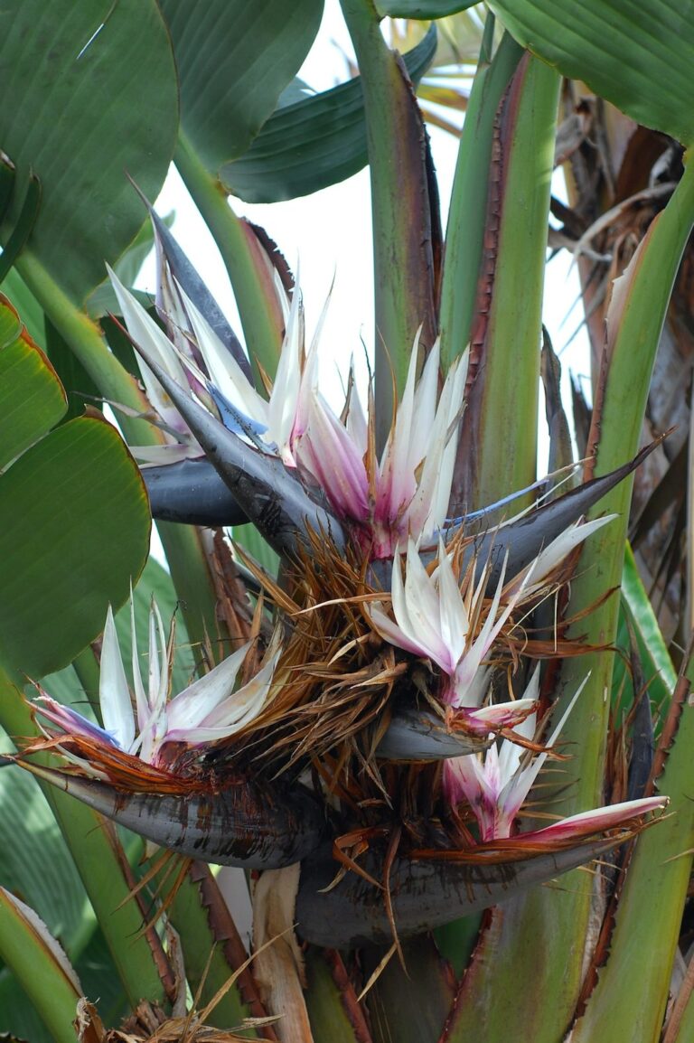 Strelitzia