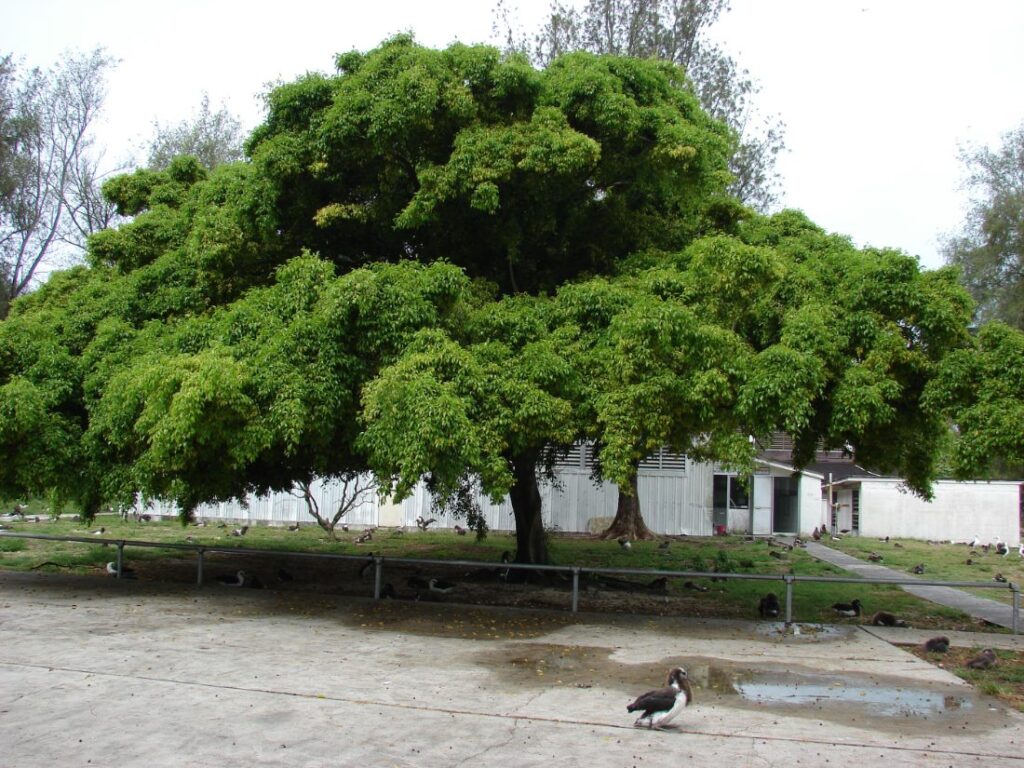 Treurvijg (Ficus benjamina)