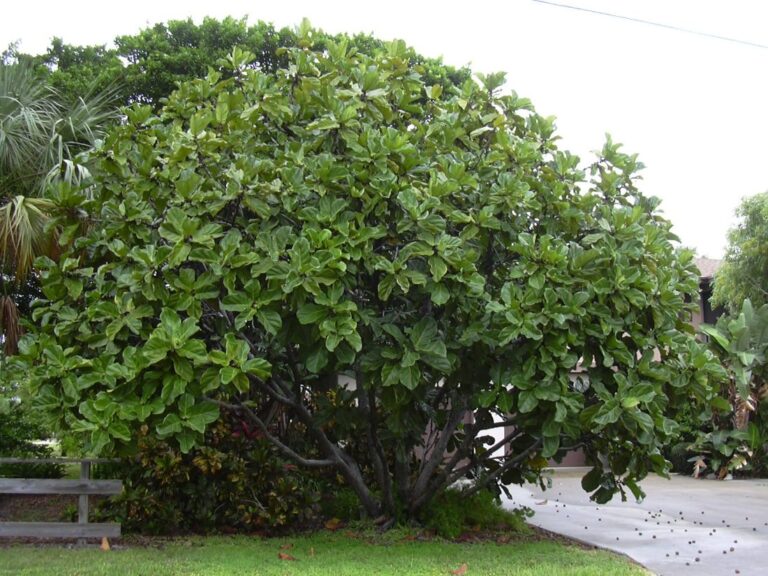 Vioolbladplant