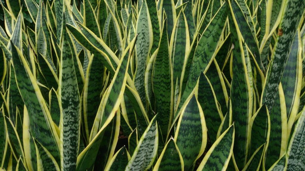 Vrouwentong (Dracaena trifasciata)