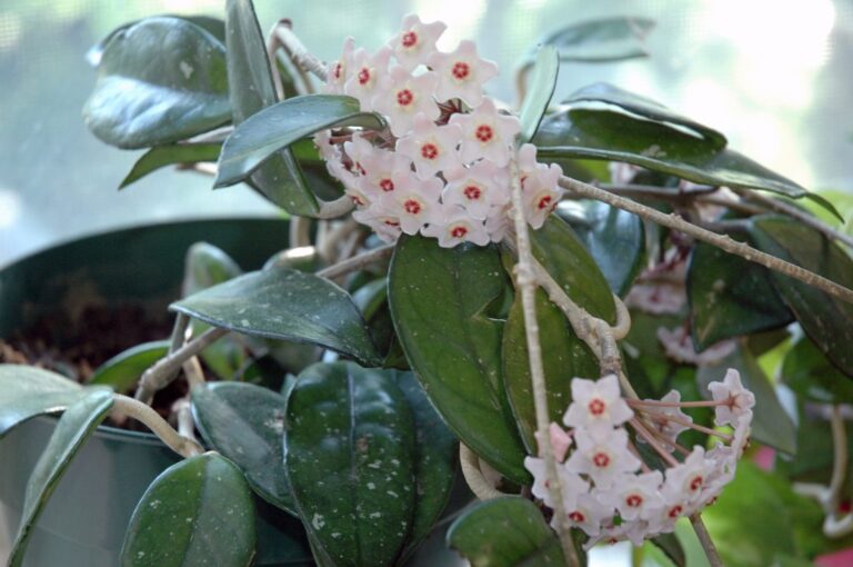 Wasbloem