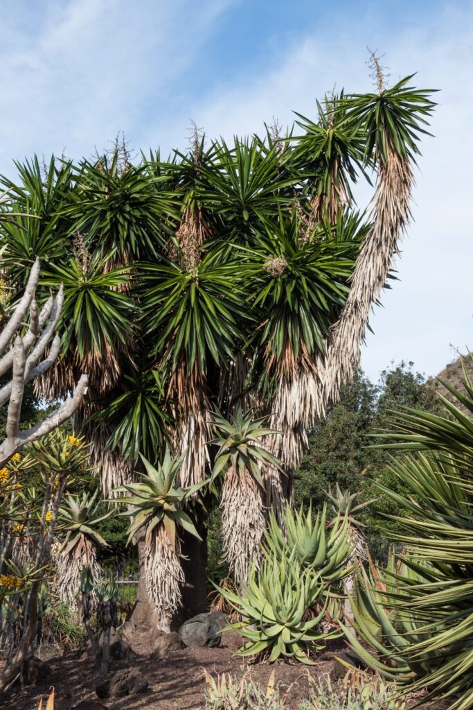 Yucca (Yucca elephantipes)