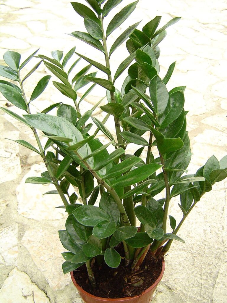 ZZ-plant