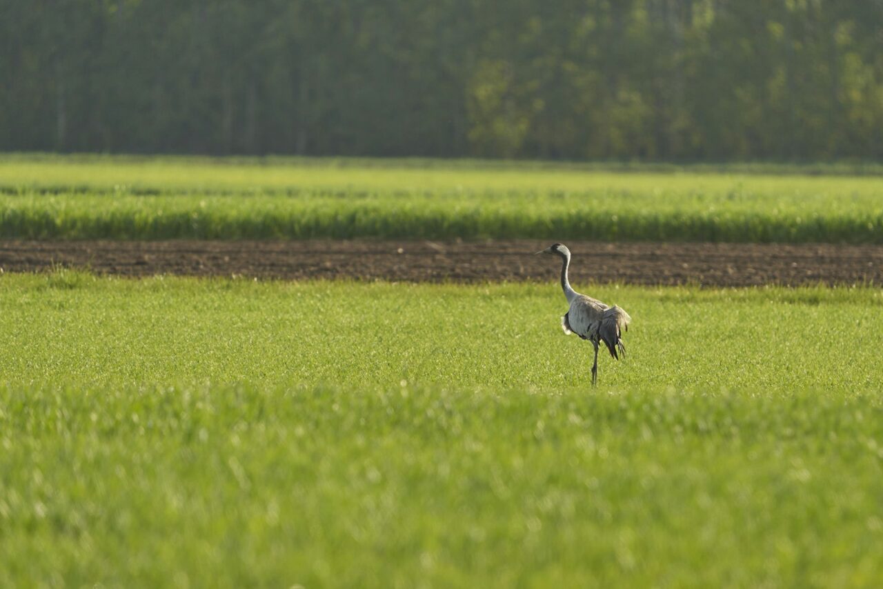 Kraan druppelt, sputtert of geeft weinig water: de oorzaak per klacht