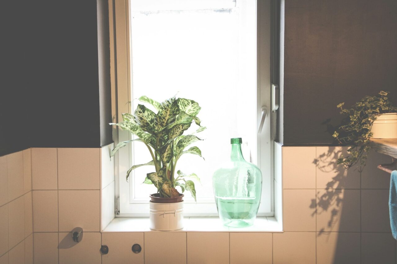 Zilvervisjes in de badkamer en wat ze over je ventilatie zeggen