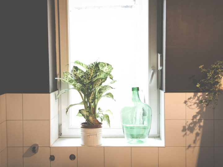 Zilvervisjes in de badkamer en wat ze over je ventilatie zeggen