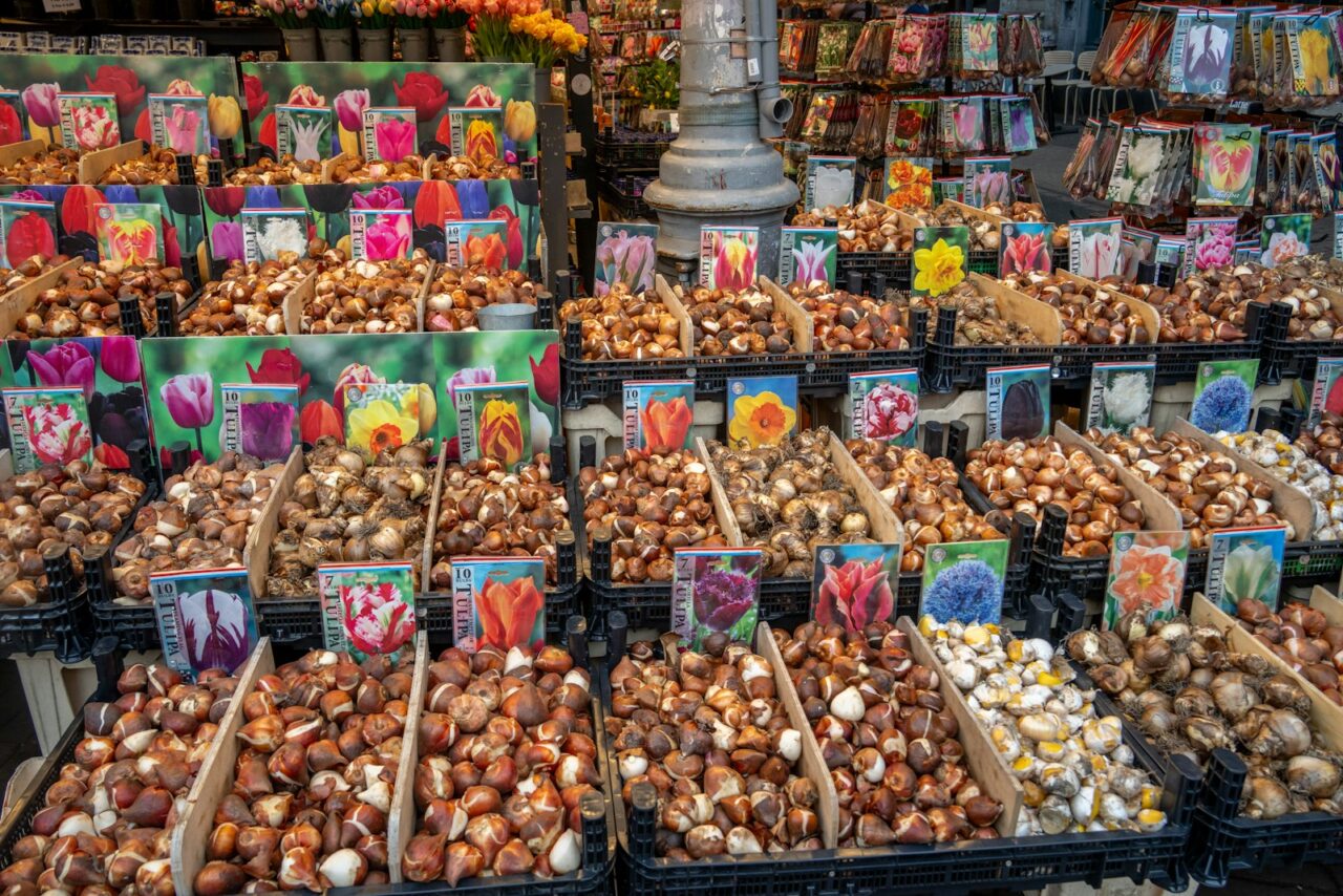 Bloembollen planten in september: de bol die iedereen over het hoofd ziet