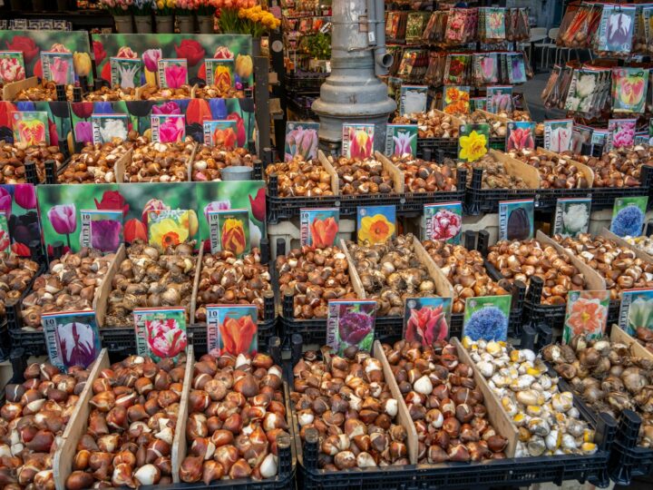 Bloembollen planten in september: de bol die iedereen over het hoofd ziet