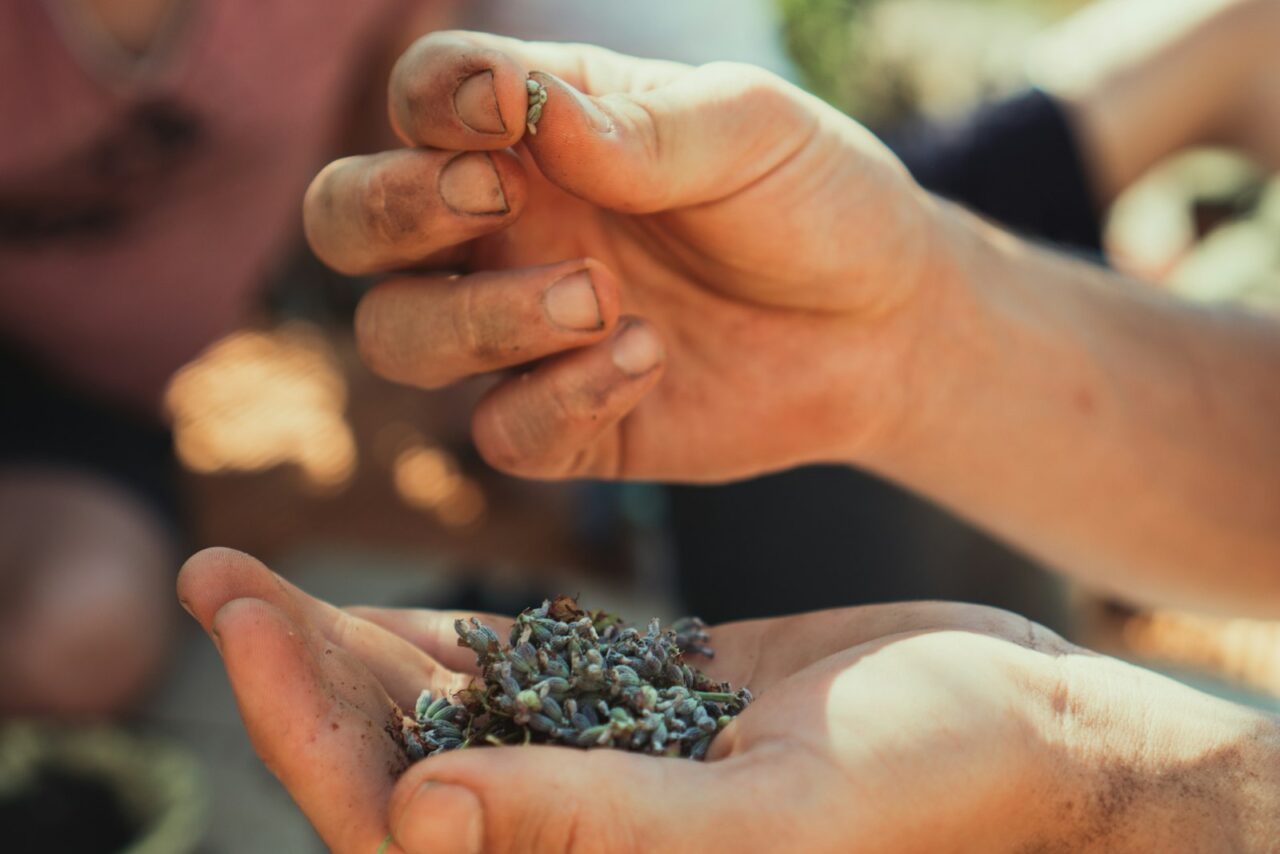 Waarom je inheemse bloemen beter nu zaait dan in het voorjaar