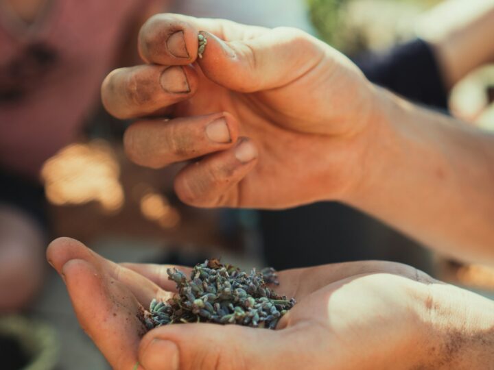 Waarom je inheemse bloemen beter nu zaait dan in het voorjaar