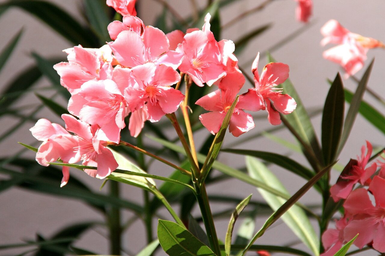 Oleander snoeien voor de winter is een misser: dit doe je nu wel