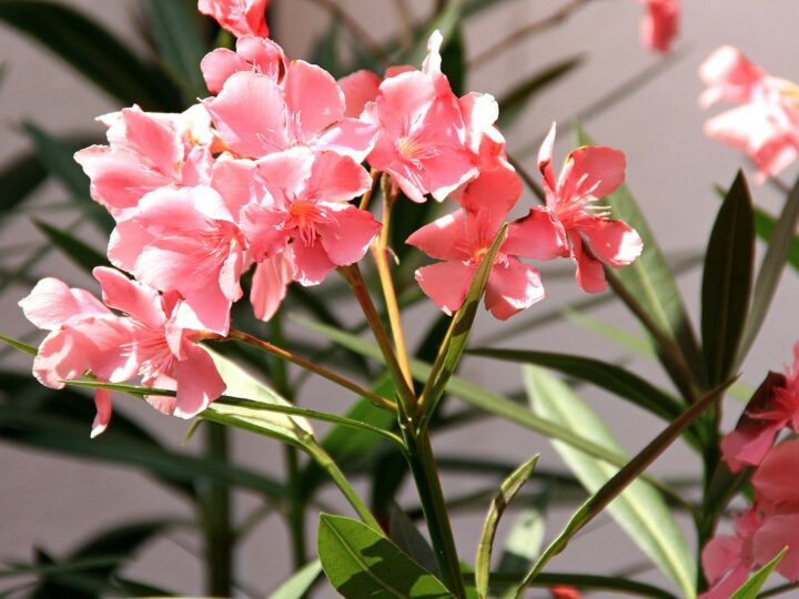 Oleander snoeien voor de winter is een misser: dit doe je nu wel