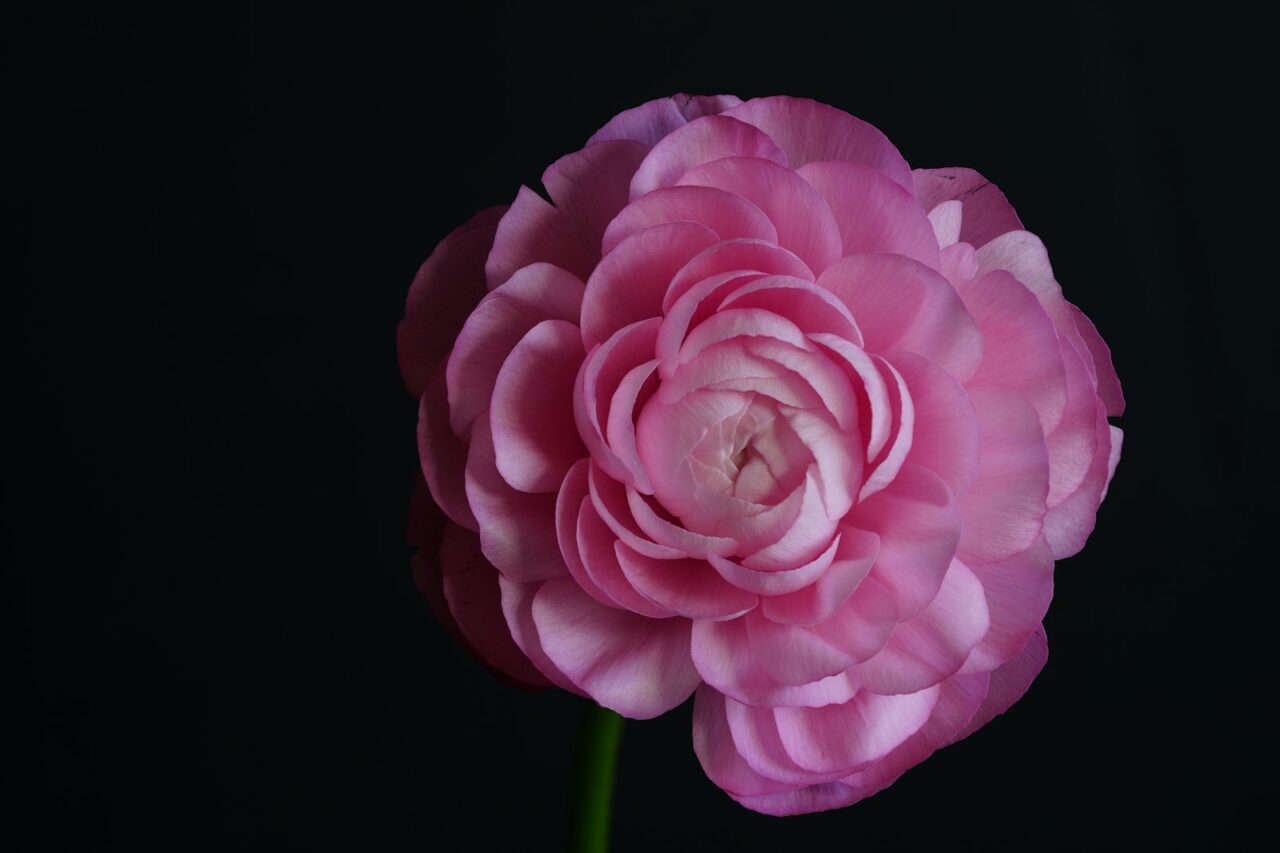 Ranonkels planten in het najaar: van knol tot volle plukbloem