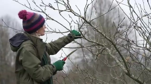 Wanneer snoei je welke fruitboom: de kalender voor appel, peer en pruim