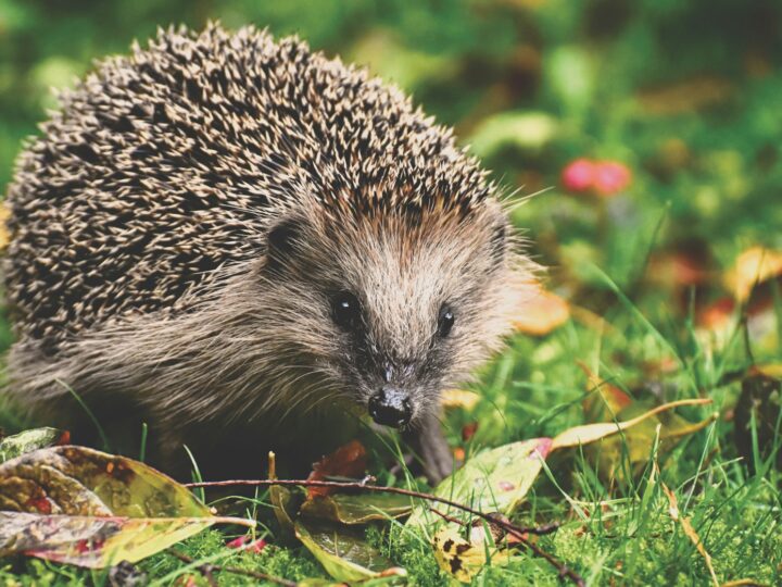 Egelhuis maken in negen stappen: zo help je egels de winter door in je tuin