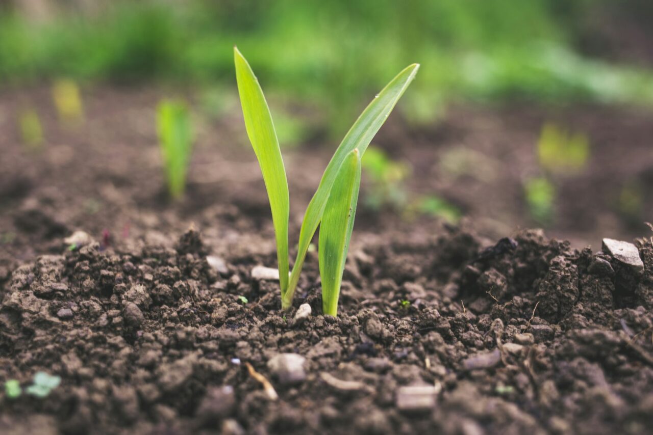 Knoflook planten in oktober: zo makkelijk doe je het in je tuin of op je balkon