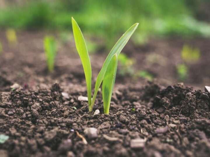 Knoflook planten in oktober: zo makkelijk doe je het in je tuin of op je balkon