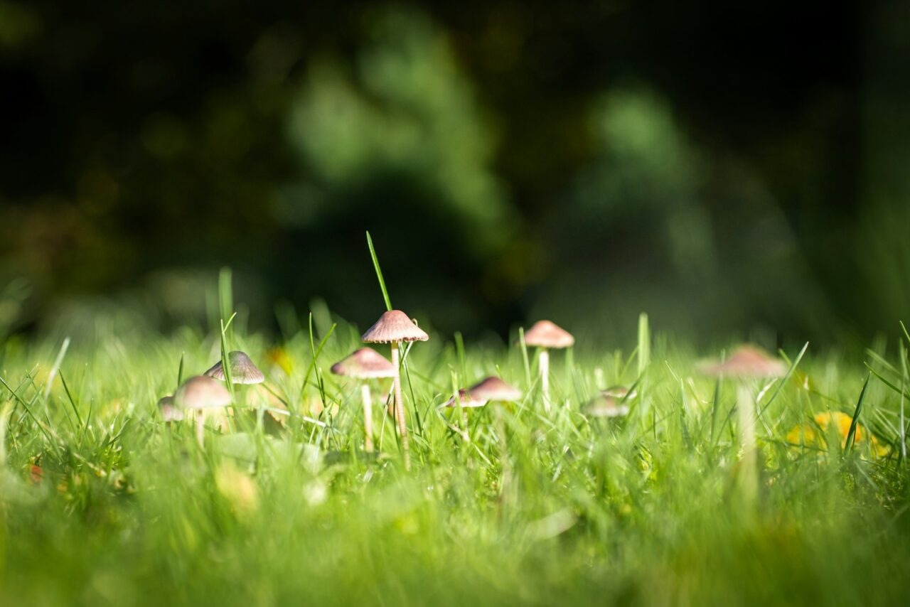 Paddenstoelen in je tuin: weghalen of laten staan, en wat ze je vertellen