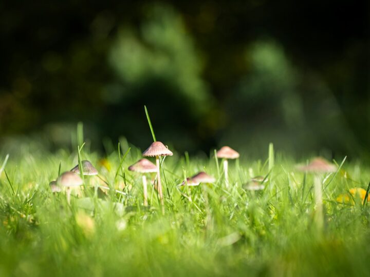 Paddenstoelen in je tuin: weghalen of laten staan, en wat ze je vertellen