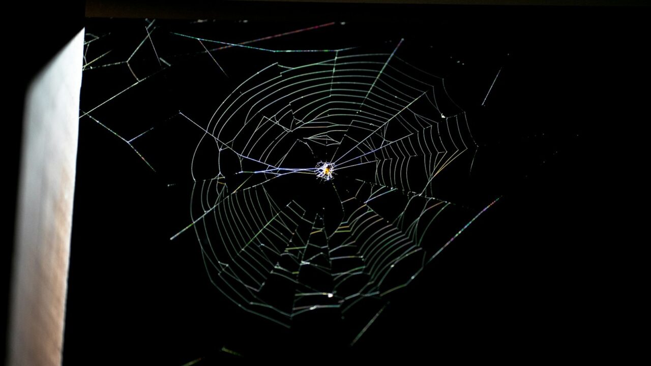 Spinnenwebben op je buitenramen in de herfst: zo houd je ze weg