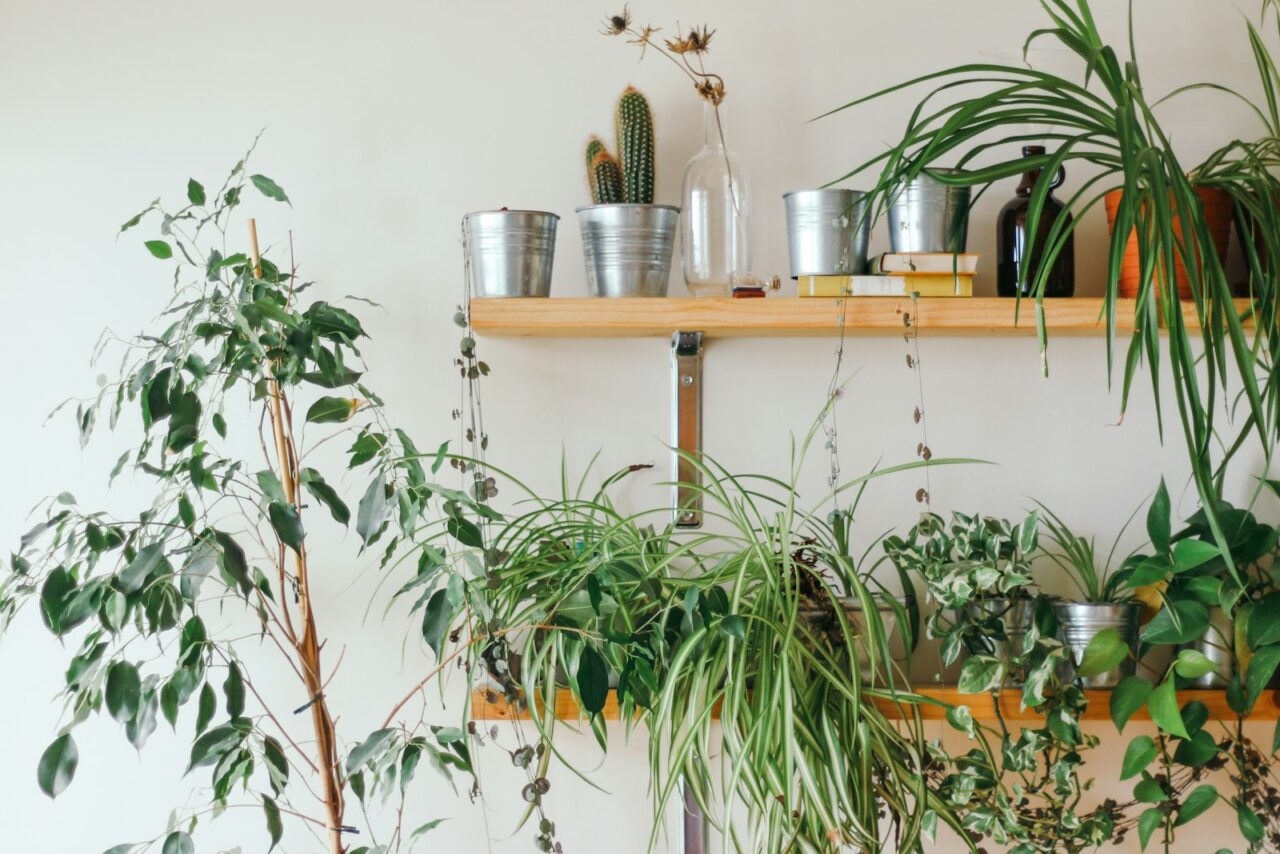 Webster Green is de kleur van 2027: een tijdloos groen en zo zet je hem in huis