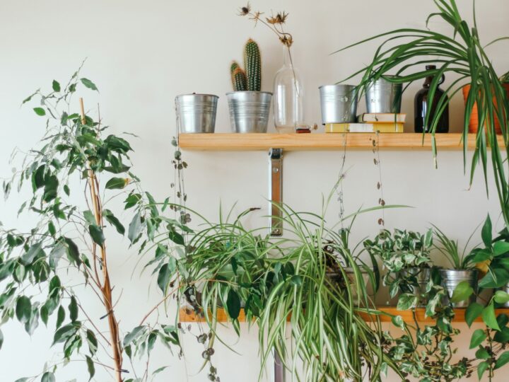 Webster Green is de kleur van 2027: een tijdloos groen en zo zet je hem in huis