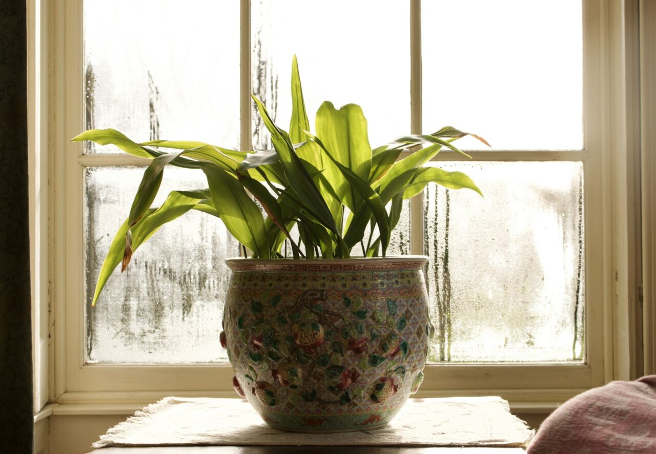 Wintertijd en minder licht: zo helpen je kamerplanten de donkere maanden door